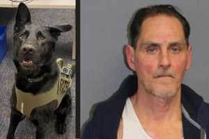 Super Sniffer K9 Noses Out Intoxicated Northern CT Car Thief, State Police Say