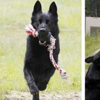 <p>Raynham Police K-9 Kyro and K-9 Sgt. Frank Pacheco.</p>