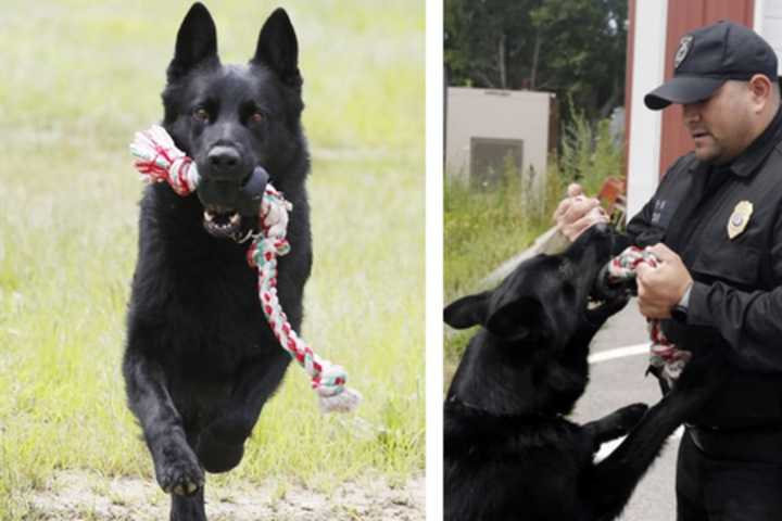 'He Took Care Of Me': Raynham Police Honor K9 Who Died Unexpectedly