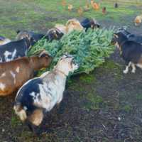 Have You Herd? Massachusetts Goats Dispose Of Unwanted Christmas Trees
