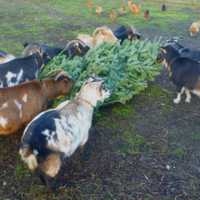 <p>A group of Nigerian goats dine on a Christmas tree at Hokaheh Farm.</p>