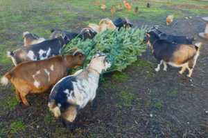 Berkshire Goats Chow Down On Unwanted Christmas Trees