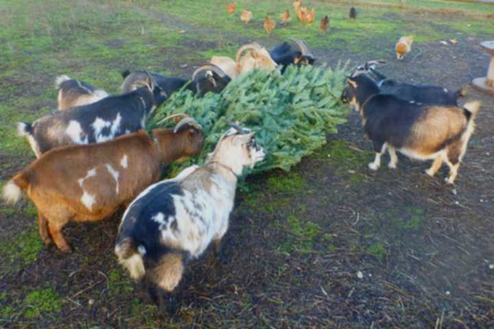 Berkshire Goats Chow Down On Unwanted Christmas Trees