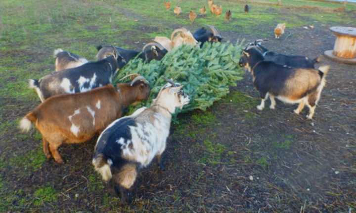 A group of Nigerian goats dine on a Christmas tree at Hokaheh Farm.