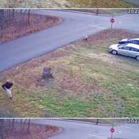 WANTED: Package Poacher Taking Parcels Off Merrimac Residents' Porches