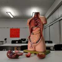 Prisoners Could Trade Organs For Less Jail Time In Proposed Mass Bill