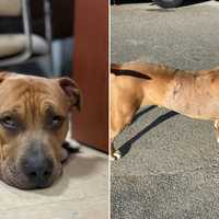 Dog Stabbed 17 Times On Long Island, Reward Offered For Info