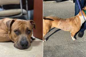 Dog Stabbed 17 Times On Long Island, Reward Offered For Info