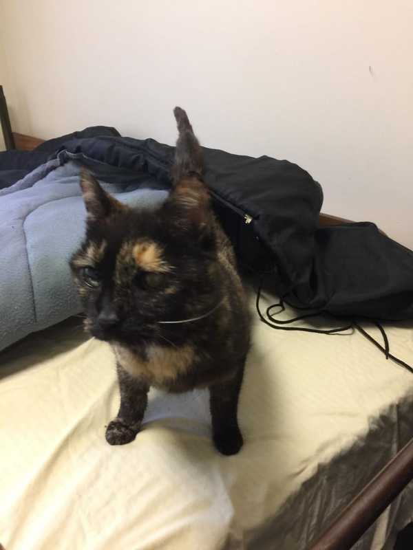 Police Ask Public's Help After Missing Cat Found At Cortlandt Train Station