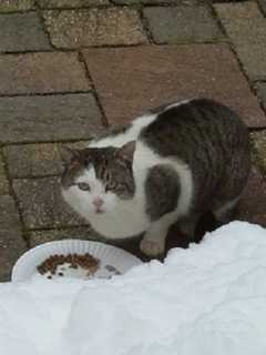 Owners Of Lost Cortlandt Manor Kitty Sought