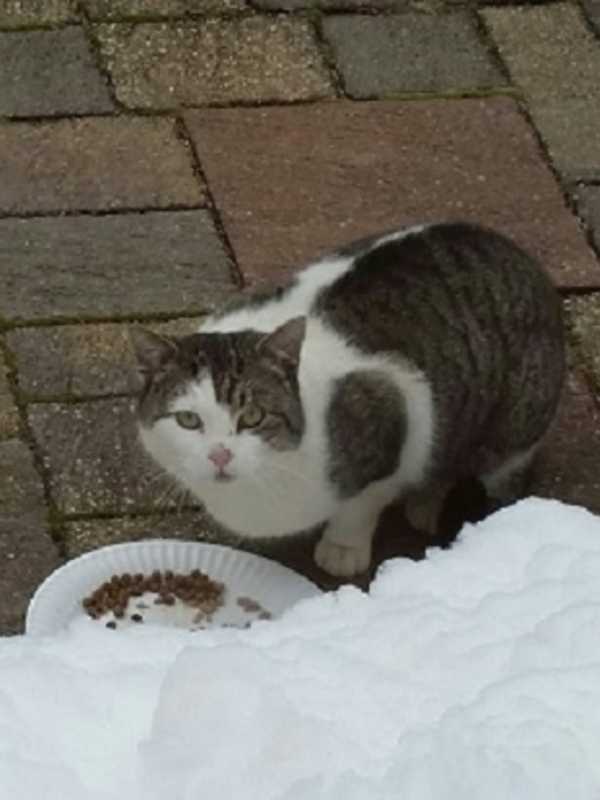 Owners Of Lost Cortlandt Manor Kitty Sought