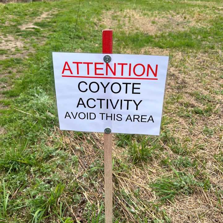 Dog Walker Approached By Coyote In New Canaan Park | Darien Daily Voice