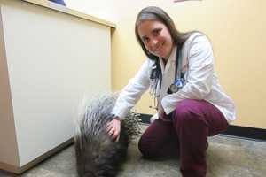 Poughkeepsie Vet Treats Animals Of All Shapes, Sizes