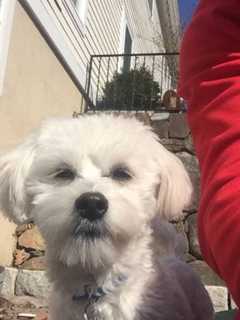 Dog Missing In Croton