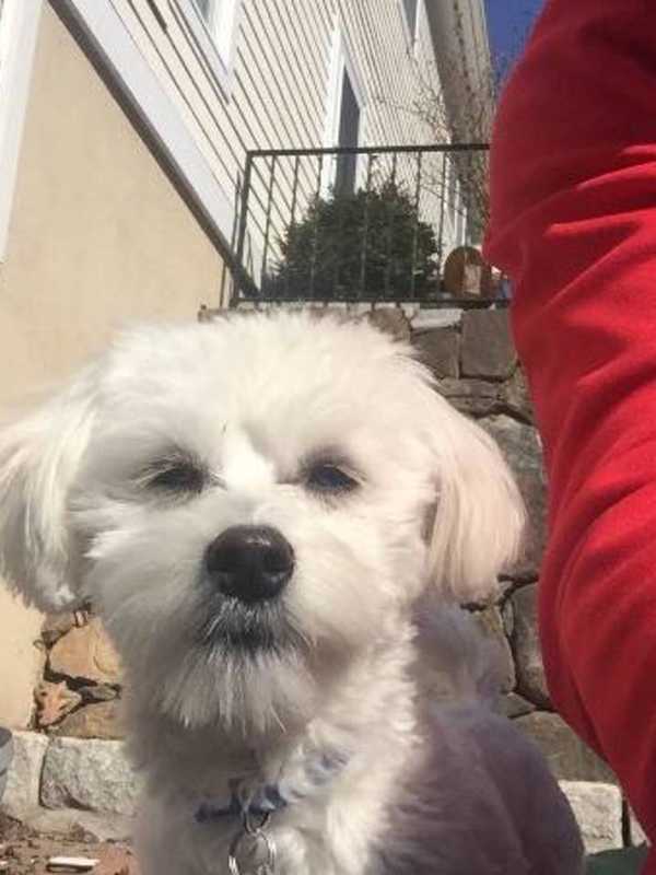Dog Missing In Croton