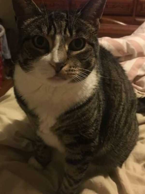 Harrison Owners Seek Help In Finding Missing Cat