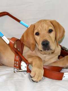 Yorktown's Guiding Eyes Accepting Westchester Puppy Raisers
