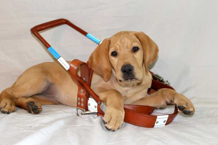 The Guiding Eyes Puppy Raising Program provides the rewarding opportunity to raise a future guide dog puppy.