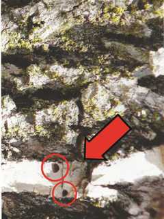 Norwalk Tree-Lovers Should Keep Eye Out For Emerald Ash Borer