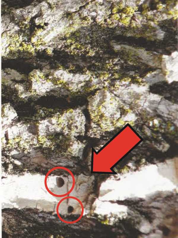 Norwalk Tree-Lovers Should Keep Eye Out For Emerald Ash Borer