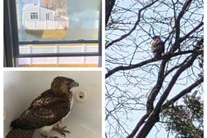 Hawk Ends Up In Jacuzzi Of Cranford Home