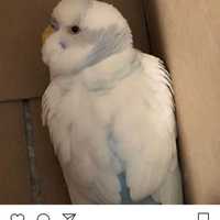 Do You Know This Bird? Stray Parakeet Found In Westchester