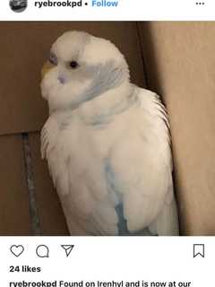 Do You Know This Bird? Stray Parakeet Found In Westchester