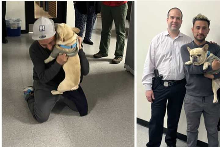 French Bulldog Taken In Stolen Car Reunited With Owner; Dognapper At Large In DC: Police