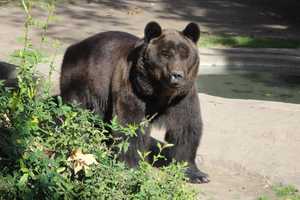 Ringwood Man Who Brought Illegally Killed Bear Into NY Gets Probation