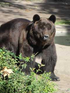 Black Bear Spotted On Black Rock Road