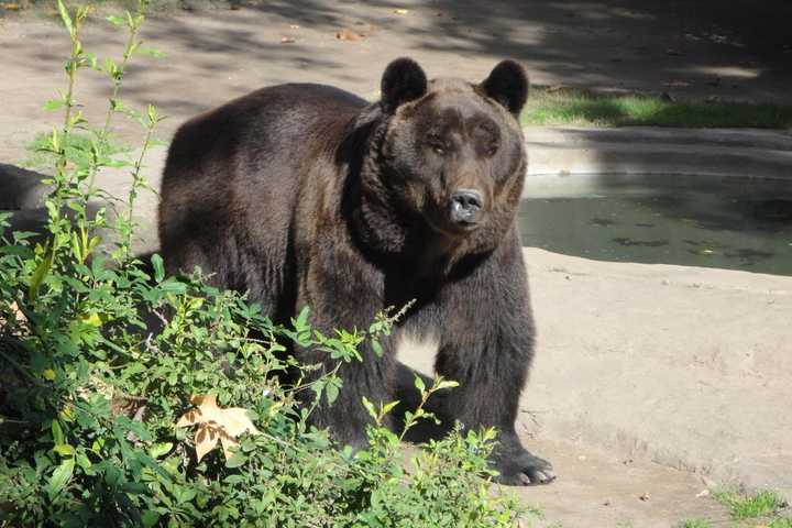 Ringwood Man Who Brought Illegally Killed Bear Into NY Gets Probation