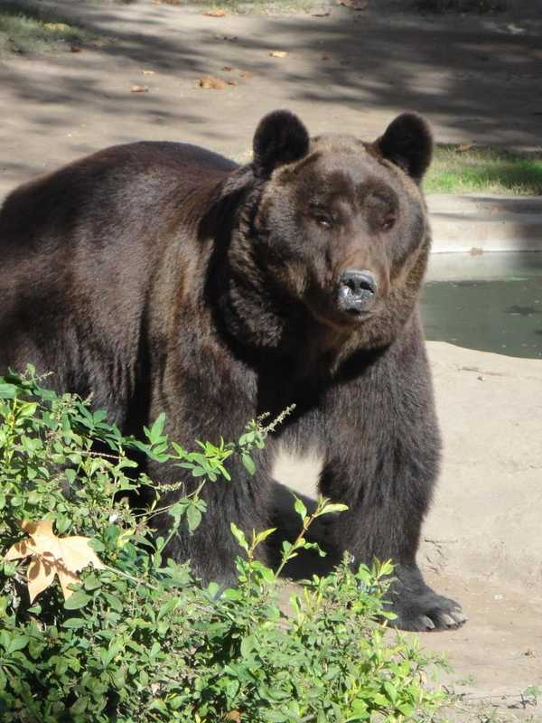 Black Bear Spotted On Black Rock Road