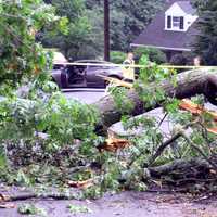 <p>The Grandview Circle tree toppled around noon Monday, Aug. 7, following the morning's heavy rains.</p>