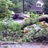 <p>The Grandview Circle tree toppled around noon Monday, Aug. 7, following the morning&#x27;s heavy rains.</p>