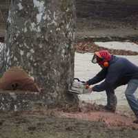 <p>The process of cutting down the tree begins.</p>