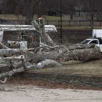 <p>The tree stood for decades at the Graydon Pool in Ridgewood.</p>