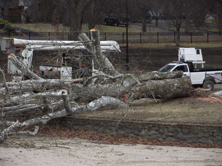 The tree stood for decades at the Graydon Pool in Ridgewood.