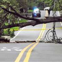 Fallen Tree Blocks Busy Washington Township Road