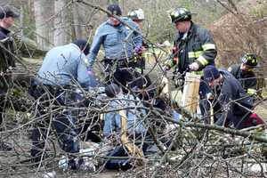 Tree Falls On Woman, 44, Walking Dog In Ridgewood