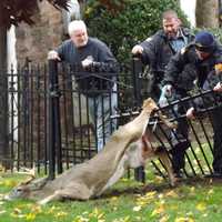 Ridgewood Responders Free Impaled Deer