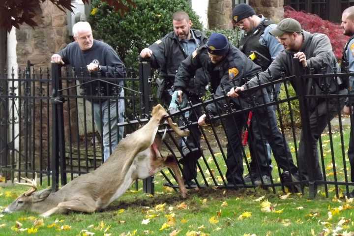 Ridgewood Responders Free Impaled Deer