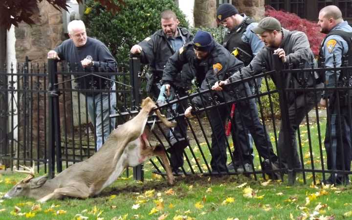 Ridgewood rescuers at work saving impaled buck.