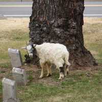 <p>Goat pokes around the Ridgewood cemetery.</p>