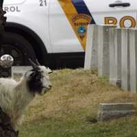 <p>Goat pokes around the Ridgewood cemetery.</p>