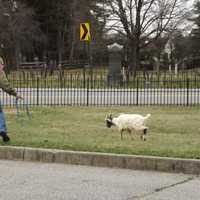 <p>Goat pokes around the Ridgewood cemetery.</p>