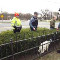 <p>Goat pokes around the Ridgewood cemetery.</p>