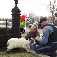 <p>Goat pokes around the Ridgewood cemetery.</p>