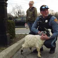 <p>Officer Jack Knudsen with the abandoned goat.</p>