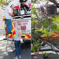 <p>Frank Mortimer at work (and seeming play) in downtown Ridgewood.</p>