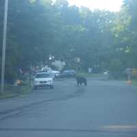 <p>A black bear spotted in Sloatsburg on Aug. 5.</p>